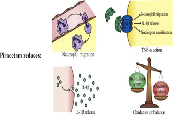 Piracetam's mechanism of action Piracetam's mechanism of action