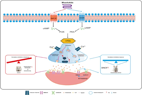 Mechanism of action of Mazdutide Mechanism of action of Mazdutide