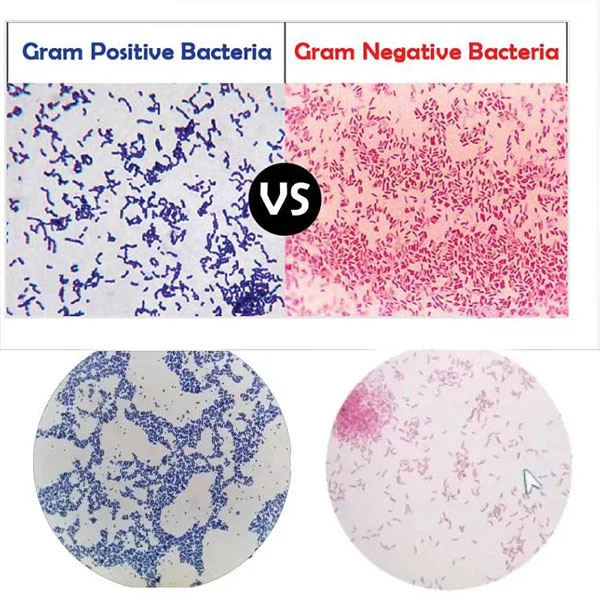 Azithromycin Dihydrate has a miraculous effect on eliminating Gram bacteria!