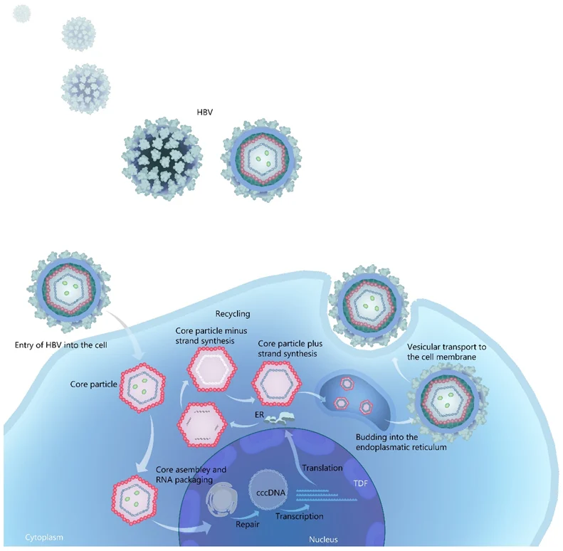 Mechanism of action of Tenofovir disoproxil against hepatitis B virus Mechanism of action of Tenofovir disoproxil against hepatitis B virus